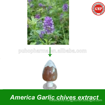 Natural America Garlic Chives Extract Powder America Garlic chives extract for Male Sex
